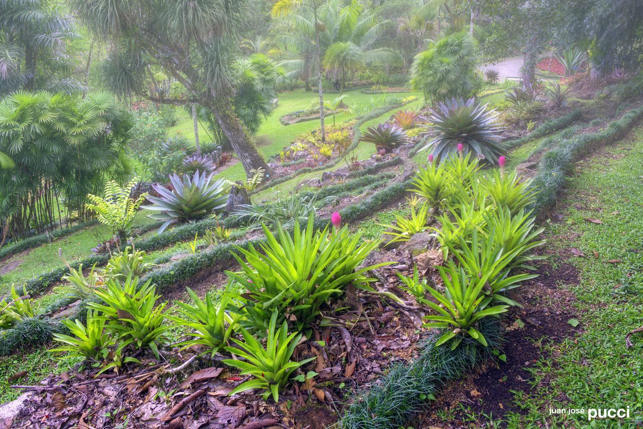 Estación Biológica Las Cruces y Jardín Botánico Wilson San Vito Exterior foto